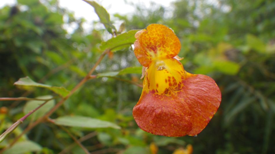 2014-09-11 06 North American Impatiens capensis.jpg